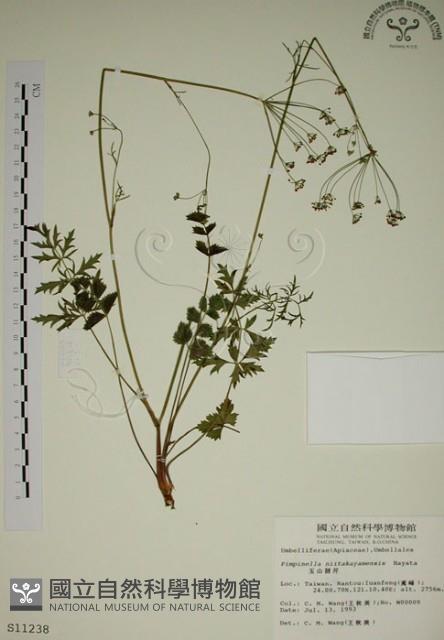 玉山茴香藏品圖，第1張