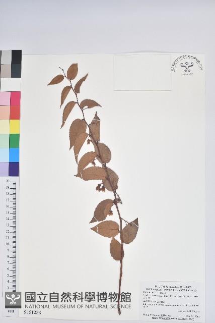 白珠樹藏品圖，第1張