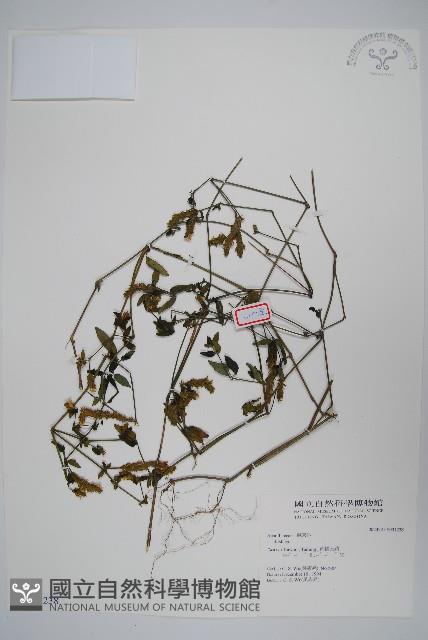 登錄號:S031238藏品圖，第1張