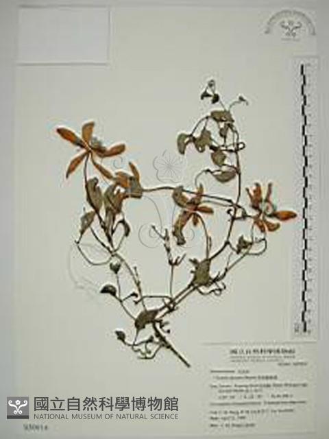 屏東鐵線蓮藏品圖，第1張