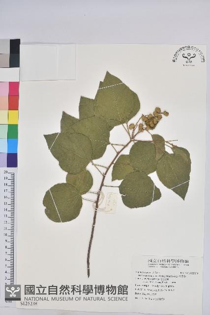 扛香藤藏品圖，第1張