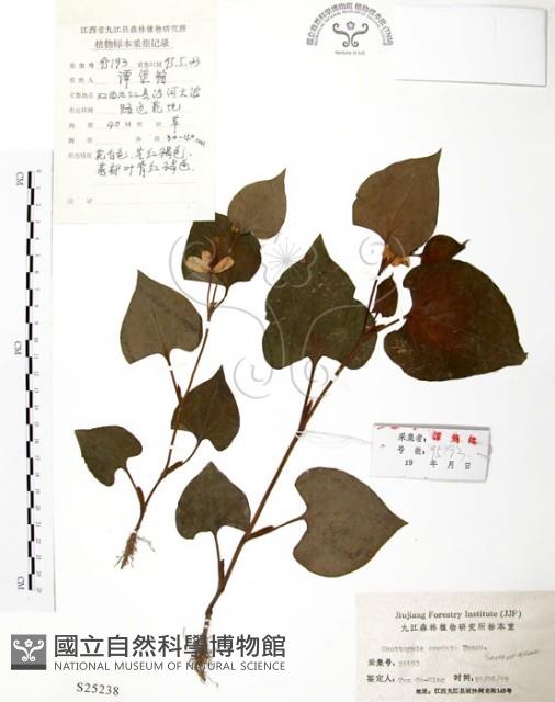 臭腥草、蕺菜藏品圖，第1張