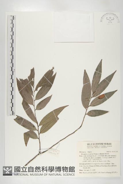 軟毛柿藏品圖，第1張