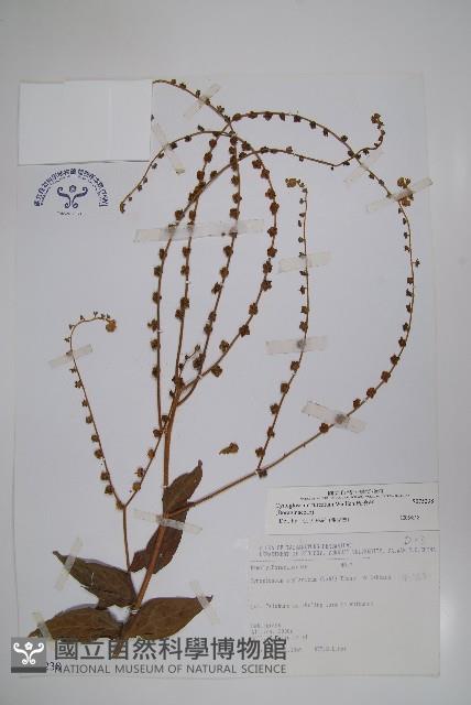 琉璃草藏品圖，第1張