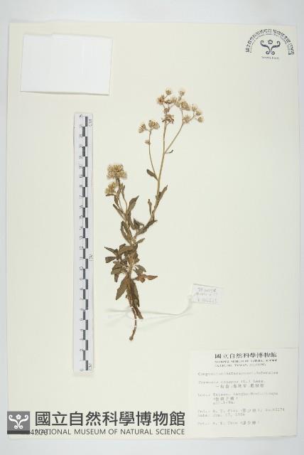 一枝香藏品圖，第1張