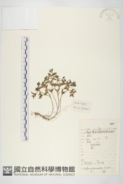 寬萼景天藏品圖，第1張