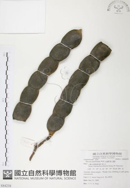 血藤、青山籠藏品圖，第1張