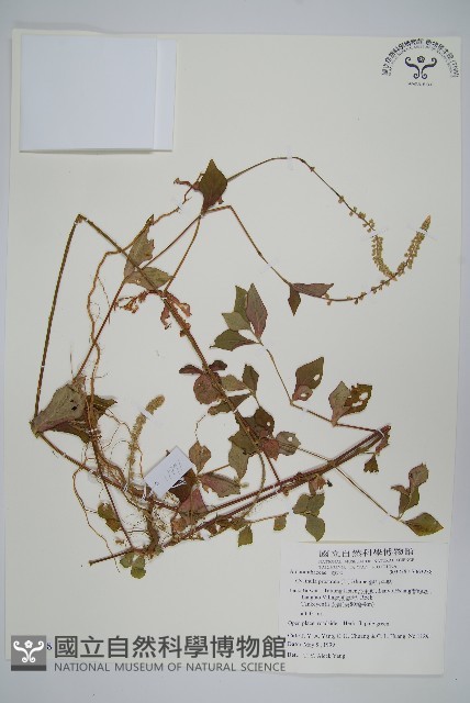假川牛膝藏品圖，第1張