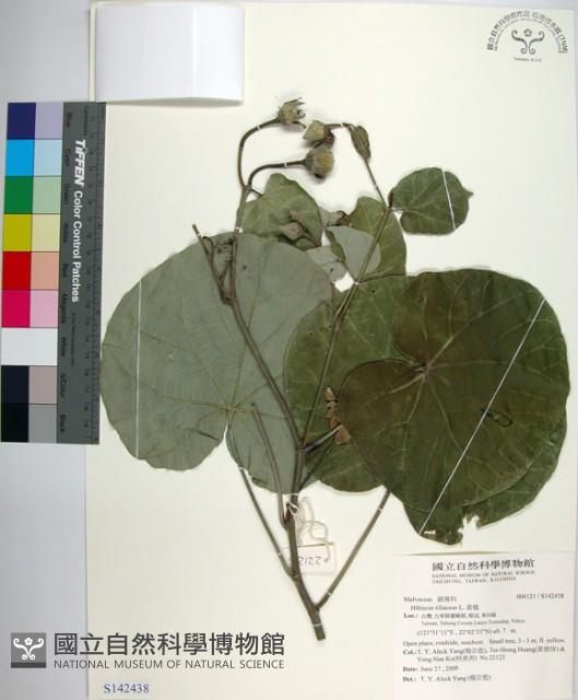 黃槿藏品圖，第1張