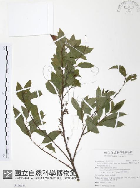 台灣山桂花藏品圖，第1張