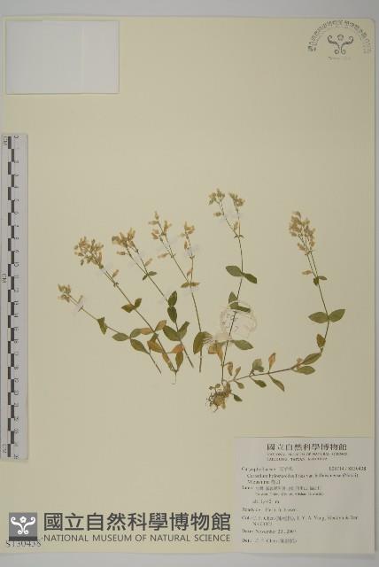 卷耳藏品圖，第1張