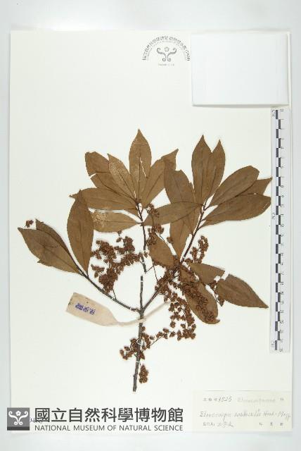 近圓果杜英藏品圖，第1張