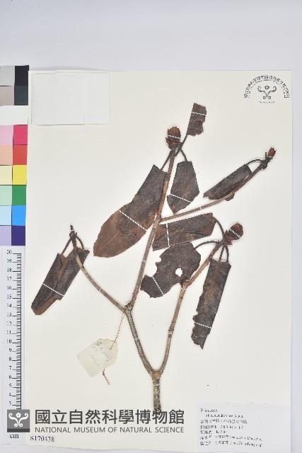 寬鐘杜鵑藏品圖，第1張