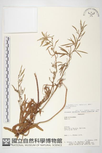 登錄號:S051438藏品圖，第1張