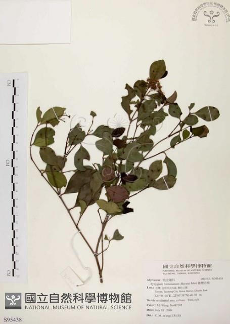 臺灣赤楠藏品圖，第1張