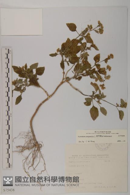 霍香薊藏品圖，第1張