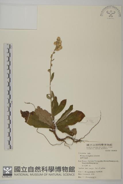 臺灣艾納香藏品圖，第1張