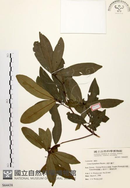 黃肉樹, 小梗木薑子藏品圖，第1張