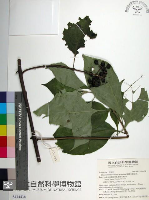 臺灣玉葉金花藏品圖，第1張