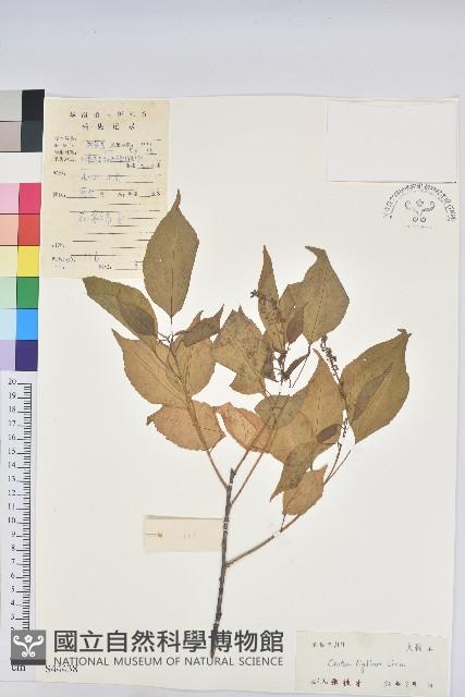 巴豆藏品圖，第1張