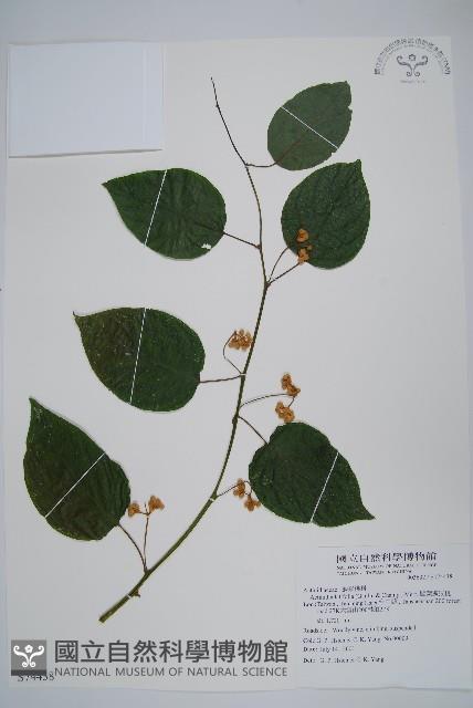 闊葉獼猴桃藏品圖，第1張