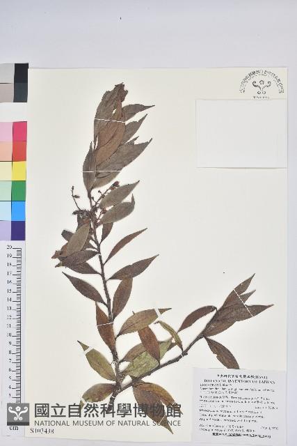 珍珠花、長尾葉越橘藏品圖，第1張