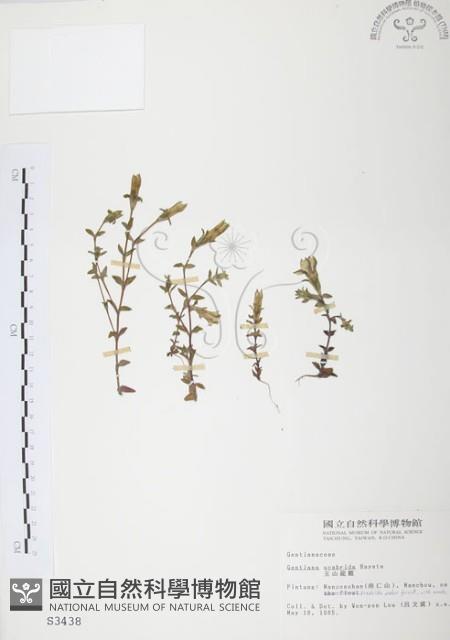 玉山龍膽藏品圖，第1張