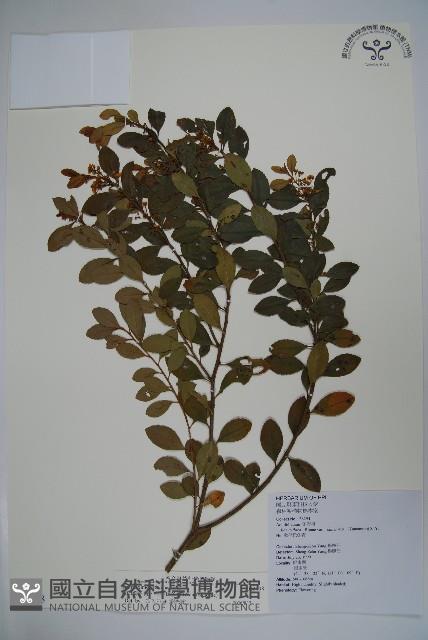 倒卵葉冬青、金平氏冬青藏品圖，第1張