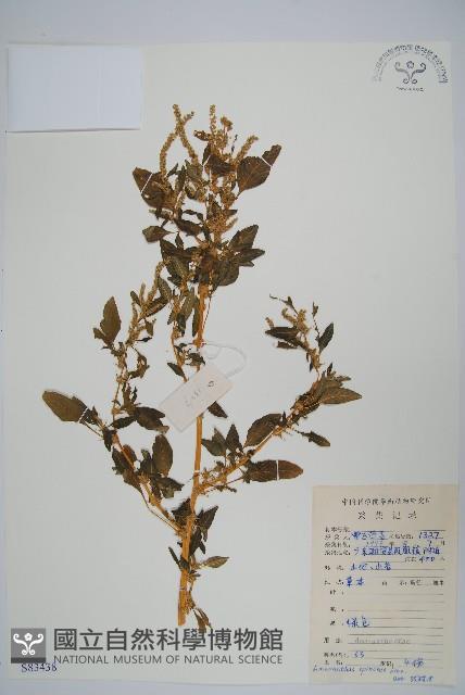 刺莧藏品圖，第1張