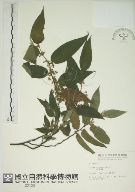 山黃麻藏品圖，第1張