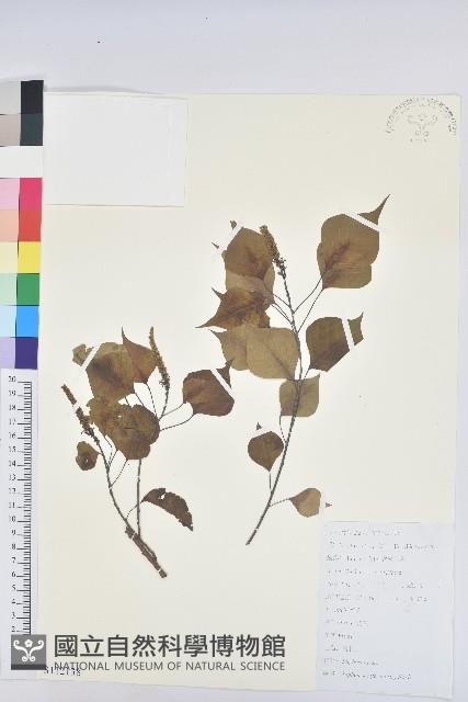 烏臼藏品圖，第1張