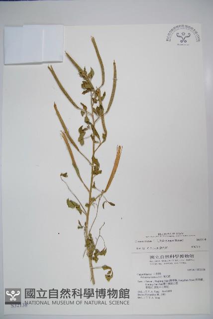 向天黃藏品圖，第1張