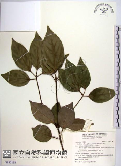 白新木薑子藏品圖，第1張