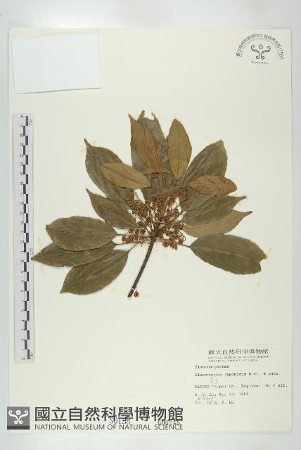 薯豆藏品圖，第1張