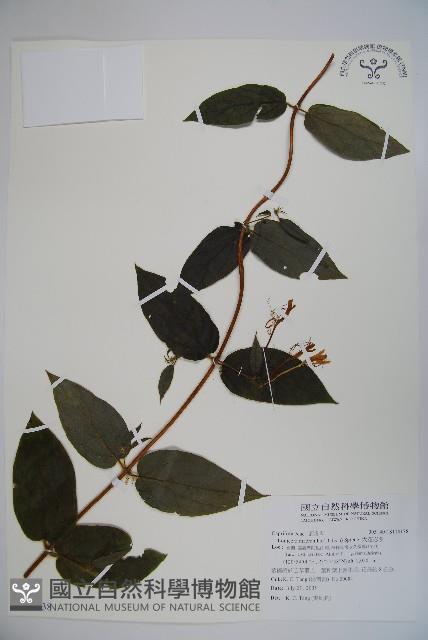 大花忍冬藏品圖，第1張