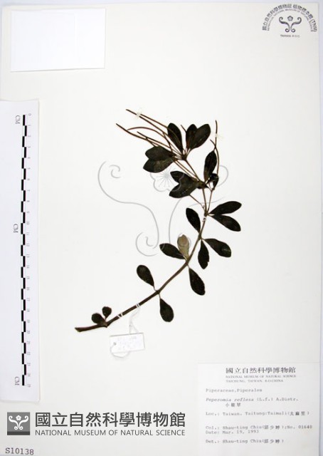 椒草藏品圖，第1張