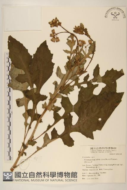 黃花三七草藏品圖，第1張