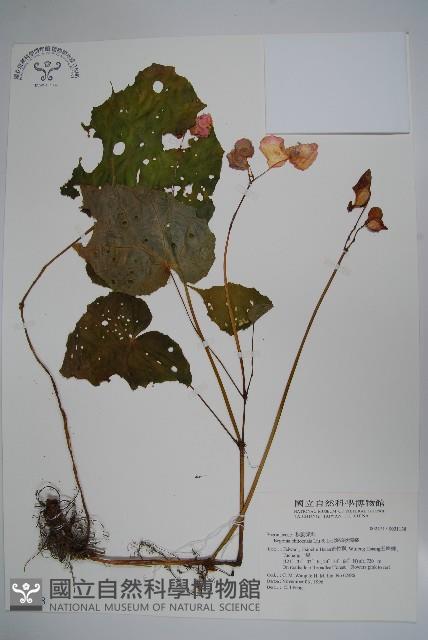 溪頭秋海棠藏品圖，第1張