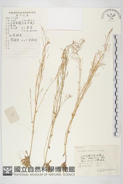 鼠耳芥藏品圖，第1張