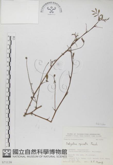 穗花木藍藏品圖，第1張