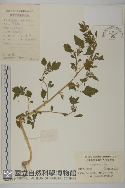 藜、灰藜藏品圖，第1張