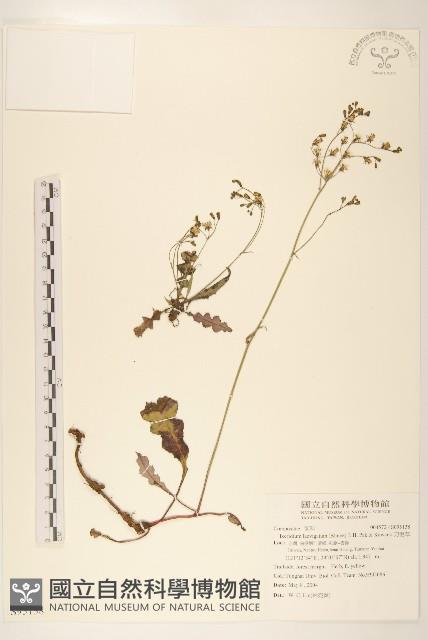 刀傷草藏品圖，第1張