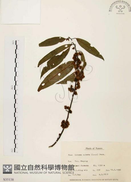 Moutain Spicy Tree Collection Image