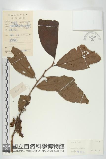 Date Plum Collection Image, Figure 1, Total 3 Figures