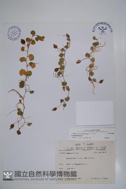 普刺特草藏品圖，第1張