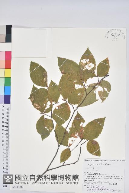 登錄號:S144138藏品圖，第1張