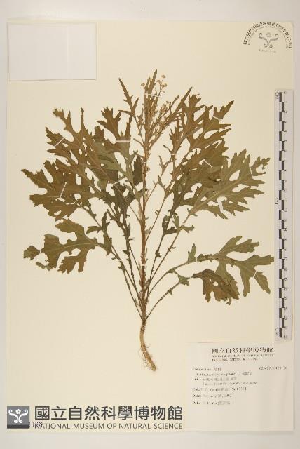 銀膠菊藏品圖，第1張