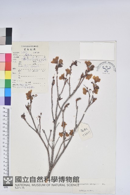 湄公河杜鵑花藏品圖，第1張