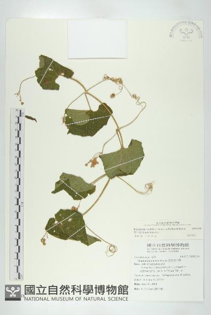 青牛膽藏品圖，第1張