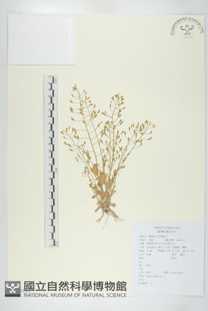 葶藶藏品圖，第1張